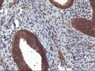 Immunohistochemistry: LCMT1 Antibody (OTI2C9) - Azide and BSA Free [NBP2-71927]