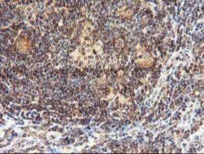 Immunohistochemistry: LCMT1 Antibody (OTI2C9) - Azide and BSA Free [NBP2-71927]