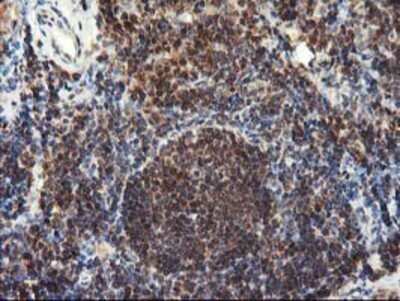 Immunohistochemistry: LCMT1 Antibody (OTI2C9) - Azide and BSA Free [NBP2-71927]