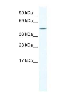 Western Blot: LCORL Antibody [NBP1-91618]