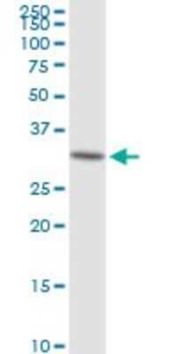 Western Blot: LDHAL6A Antibody [H00160287-B01P]