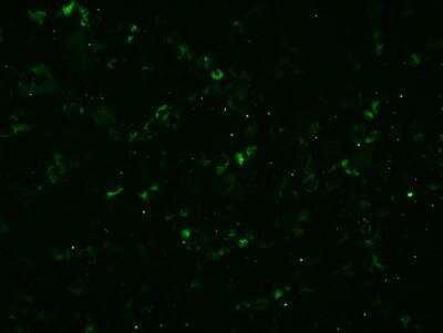 Immunocytochemistry/ Immunofluorescence: LDLR Antibody (C7) [NBP1-78159]