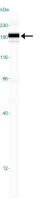 Simple Western: LDLR AntibodyBSA Free [NBP1-06709]