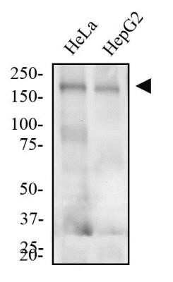 Western Blot: LDLR Antibody (C7)Azide and BSA Free [NBP2-80833]