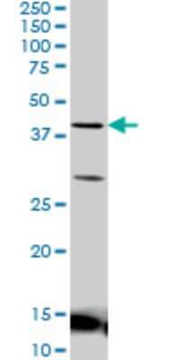 Western Blot: LEF1 Antibody (5A3) [H00051176-M03]
