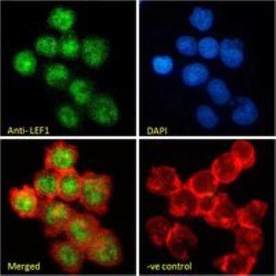 Immunocytochemistry/ Immunofluorescence: LEF1 Antibody [NB100-41374]