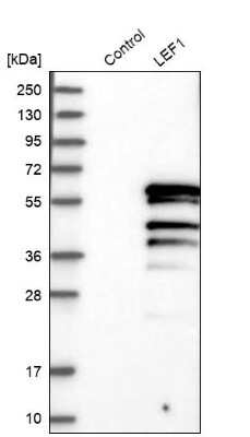 Western Blot: LEF1 Antibody [NBP1-86960]