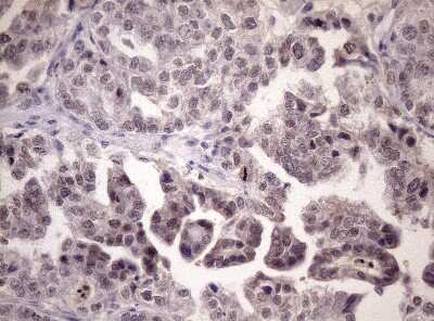Immunohistochemistry: LELP1 Antibody (OTI3D5) [NBP2-45616]