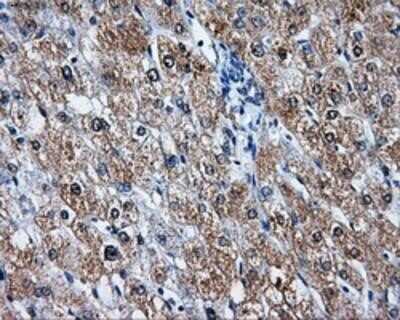 Immunohistochemistry-Paraffin: LEMD3 Antibody (OTI6C10) [NBP2-02211]