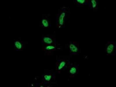 Immunocytochemistry/ Immunofluorescence: LENG1 Antibody (OTI10A7) [NBP2-00915]