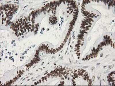 Immunohistochemistry-Paraffin: LENG1 Antibody (OTI10A7) [NBP2-00915]