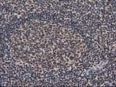 Immunohistochemistry-Paraffin: LENG1 Antibody (OTI10A7) [NBP2-00915]