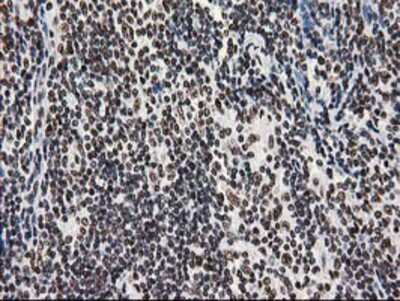Immunohistochemistry-Paraffin: LENG1 Antibody (OTI10A7) [NBP2-00915]
