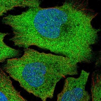 Immunocytochemistry/ Immunofluorescence: LENG1 Antibody [NBP1-92070]