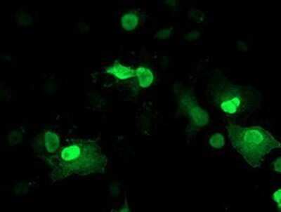 Immunocytochemistry/ Immunofluorescence: LENG1 Antibody (OTI10A7) - Azide and BSA Free [NBP2-72202]