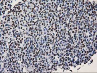 Immunohistochemistry: LENG1 Antibody (OTI10A7) - Azide and BSA Free [NBP2-72202]