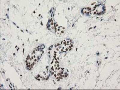 Immunohistochemistry: LENG1 Antibody (OTI10A7) - Azide and BSA Free [NBP2-72202]