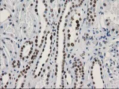 Immunohistochemistry: LENG1 Antibody (OTI10A7) - Azide and BSA Free [NBP2-72202]