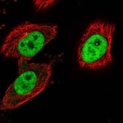 Immunocytochemistry/ Immunofluorescence: LEO1 Antibody [NBP1-89423]