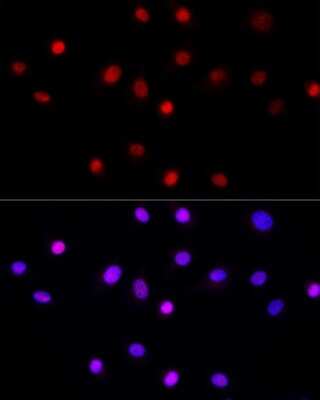 Immunocytochemistry/ Immunofluorescence: LEO1 Antibody - Azide and BSA Free [NBP3-16704]