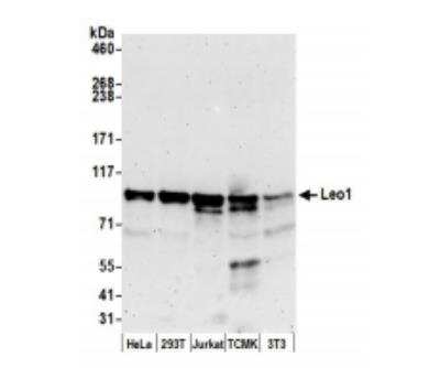 Western Blot: LEO1 Antibody [NB100-79777]