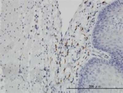 Immunohistochemistry-Paraffin: LEPRE1 Antibody (3C7) [H00064175-M01]