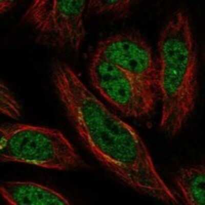 Immunocytochemistry/ Immunofluorescence: LEPREL1 Antibody [NBP3-17877]