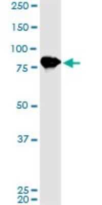 Western Blot: LETM1 Antibody (2C6) [H00003954-M02]