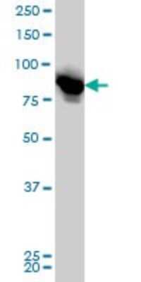 Western Blot: LETM1 Antibody (6F7) [H00003954-M03]