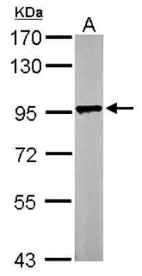 Western Blot: LETM1 Antibody [NBP1-33433]