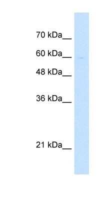 Western Blot: LETM1 Antibody [NBP1-59611]