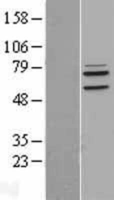 Western Blot: LETM1 Overexpression Lysate [NBP2-04334]