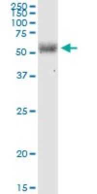 Western Blot: LGTN Antibody (2D10) [H00001939-M05]