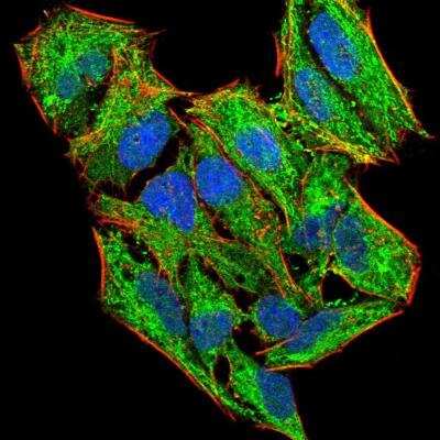 Immunocytochemistry/ Immunofluorescence: LHR Antibody (8G9A2) - BSA Free [NBP2-52504]