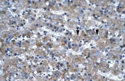 Immunohistochemistry-Paraffin: LHX6 Antibody [NB200-526]