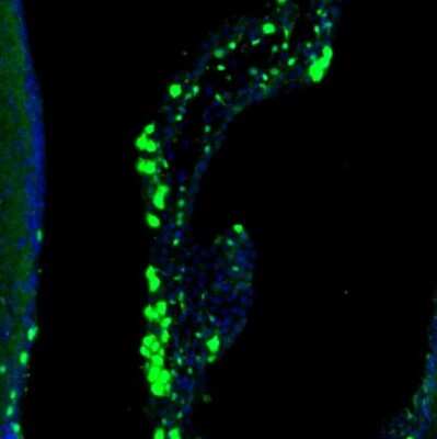 Immunohistochemistry: LIAS Antibody [NBP1-82845]