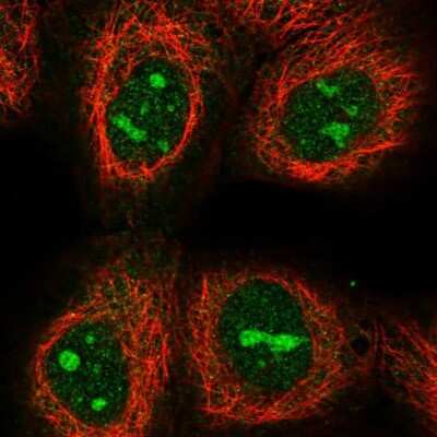 Immunocytochemistry/ Immunofluorescence: LIAT1 Antibody [NBP1-81295]