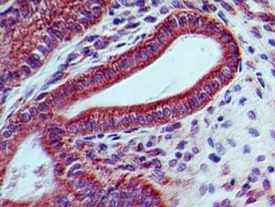 Immunohistochemistry: LIF Antibody (39N7D10) - Azide and BSA Free [NBP2-80834]