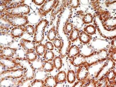 Immunohistochemistry-Paraffin: LIF Antibody (39N7D10) - Azide and BSA Free [NBP2-80834]
