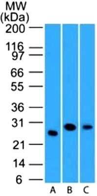 Western Blot: LIF Antibody (39N7D10)Azide and BSA Free [NBP2-80834]