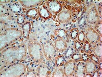 Immunohistochemistry-Paraffin: LIF Antibody (39N7D10) - BSA Free [NBP2-27406]