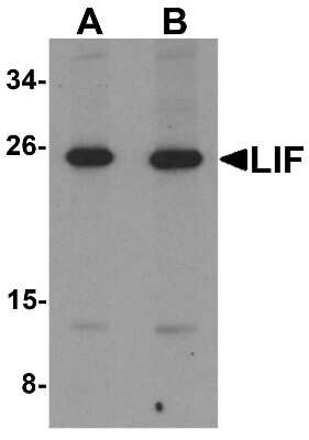 Western Blot: LIF AntibodyBSA Free [NBP1-76554]
