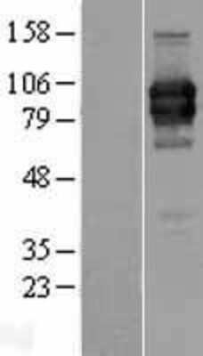 Western Blot: ILT1/CD85h/LILRA2 Overexpression Lysate [NBP2-07570]
