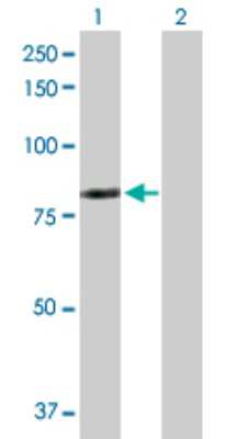 Western Blot: LIM kinase 2 Antibody [H00003985-D01P]