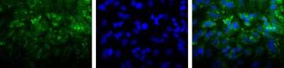 Immunocytochemistry/ Immunofluorescence: LIMPII/SR-B2 Antibody [NB400-129]