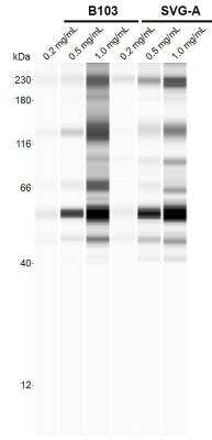 Simple Western: LIMPII/SR-B2 AntibodyBSA Free [NBP1-77326]