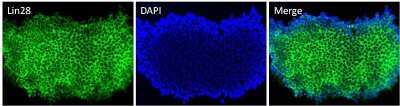 Immunocytochemistry/ Immunofluorescence: LIN-28A Antibody (14E6-4E6) [NBP2-22481]