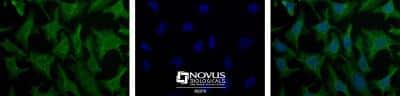 Immunocytochemistry/ Immunofluorescence: LIN-28A Antibody [NBP1-49537]