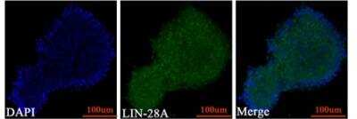 Immunocytochemistry/ Immunofluorescence: LIN-28A Antibody [NBP1-49537]
