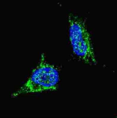 Immunocytochemistry/ Immunofluorescence: LIN-28B Antibody [NBP1-50529]